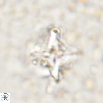 Micula decussata VR 21328