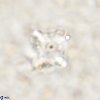 Micula decussata VR 21329