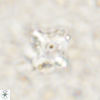 Micula decussata VR 21329