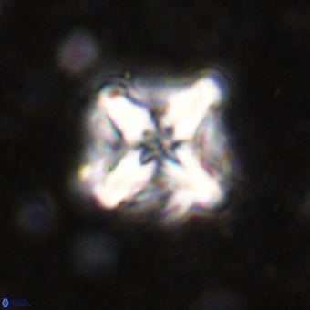 Micula decussata VR 21320