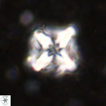 Micula decussata VR 21320