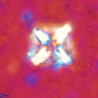 Micula decussata VR 21321