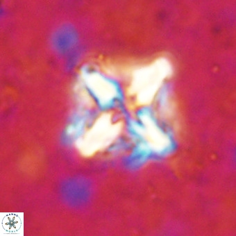 Micula decussata VR 21321