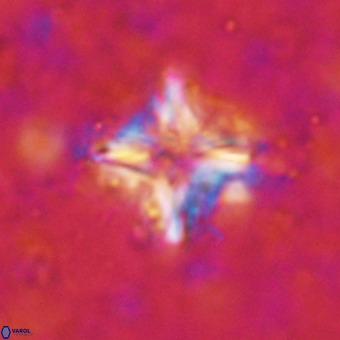 Micula decussata VR 21322