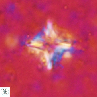 Micula decussata VR 21322