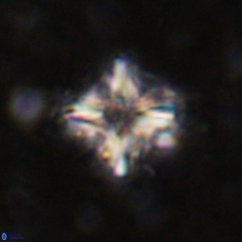 Micula decussata VR 21323