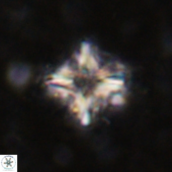 Micula decussata VR 21323
