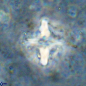 Micula decussata VR 21334
