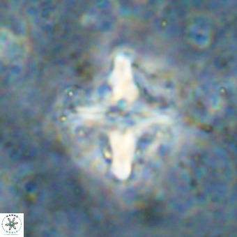 Micula decussata VR 21334
