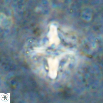 Micula decussata VR 21335