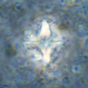 Micula decussata VR 21336