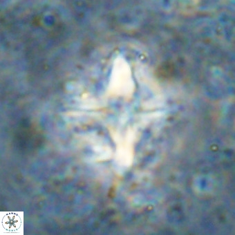 Micula decussata VR 21336