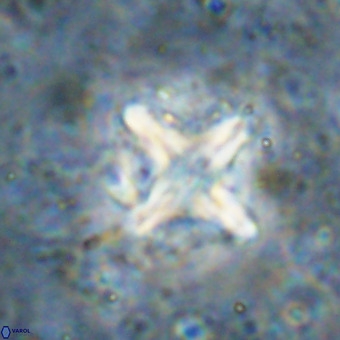 Micula decussata VR 21339