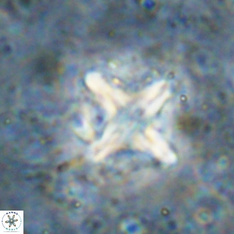 Micula decussata VR 21339