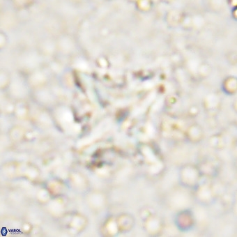 Micula decussata VR 21330