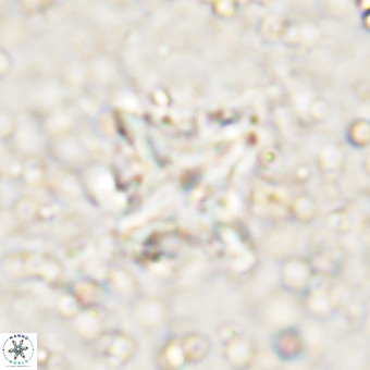 Micula decussata VR 21330
