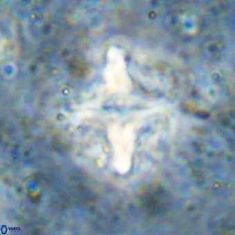 Micula decussata VR 21331
