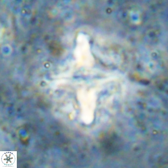 Micula decussata VR 21331