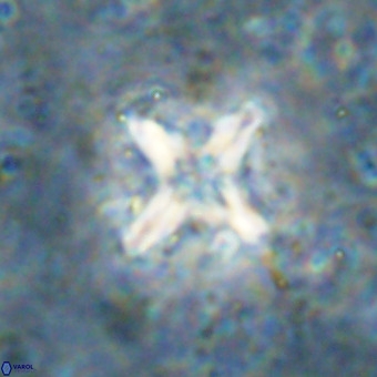 Micula decussata VR 21332