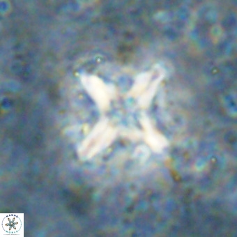 Micula decussata VR 21332
