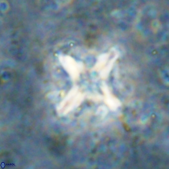 Micula decussata VR 21333