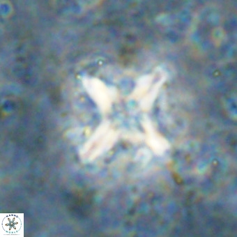 Micula decussata VR 21333