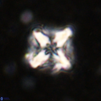 Micula decussata VR 21344