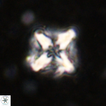 Micula decussata VR 21344
