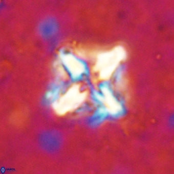 Micula decussata VR 21345