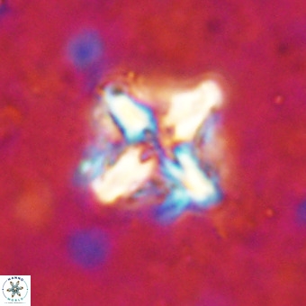 Micula decussata VR 21345