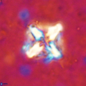 Micula decussata VR 21346