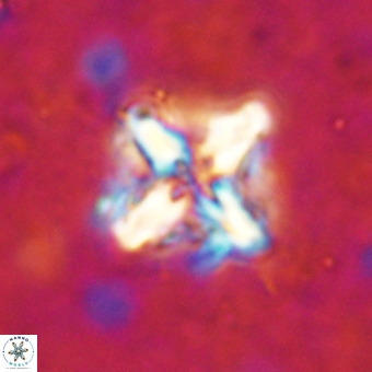 Micula decussata VR 21346