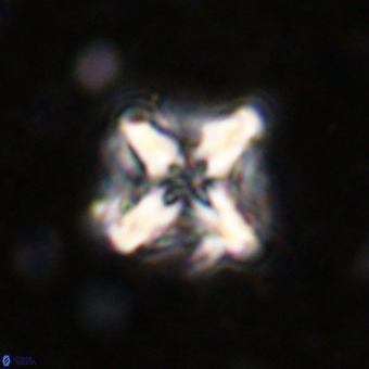 Micula decussata VR 21347