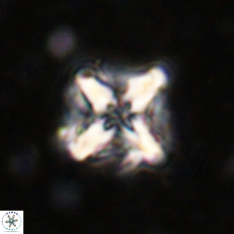 Micula decussata VR 21347