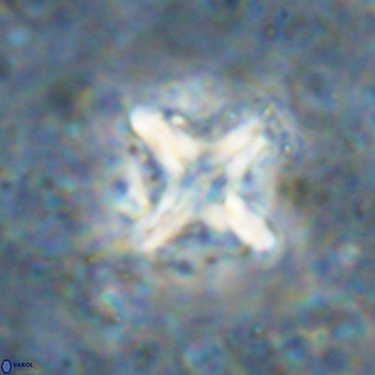 Micula decussata VR 21340