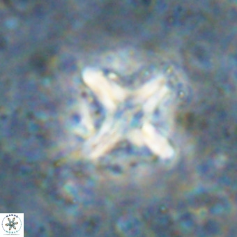 Micula decussata VR 21340