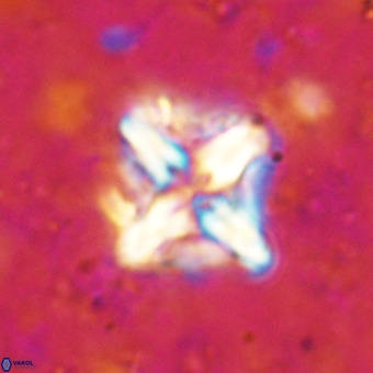 Micula decussata VR 21342