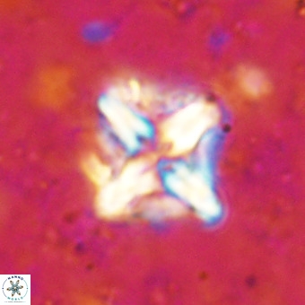Micula decussata VR 21342