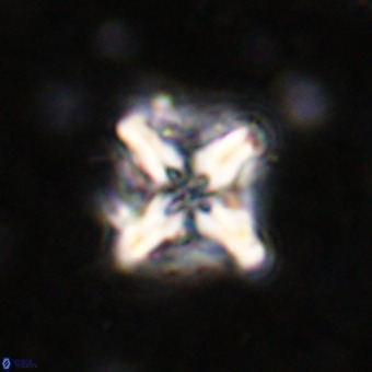 Micula decussata VR 21343