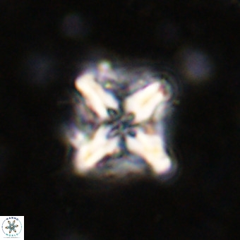 Micula decussata VR 21343