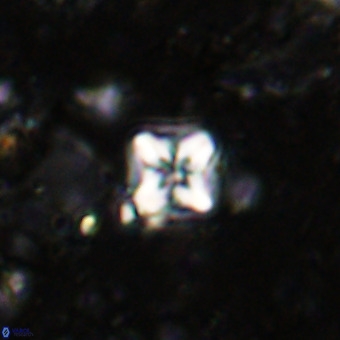 Micula decussata VR 21388