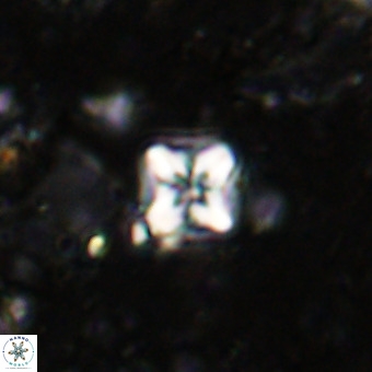 Micula decussata VR 21388