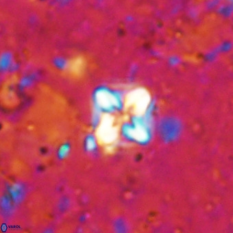 Micula decussata VR 21389