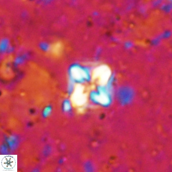 Micula decussata VR 21389