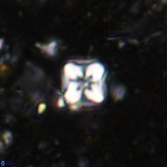 Micula decussata VR 21394
