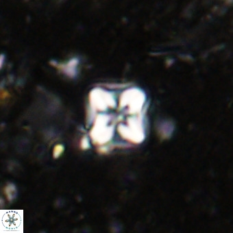 Micula decussata VR 21394