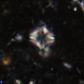 Micula decussata VR 21395