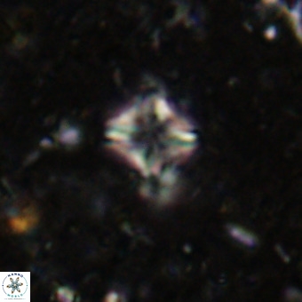 Micula decussata VR 21395