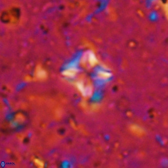 Micula decussata VR 21396