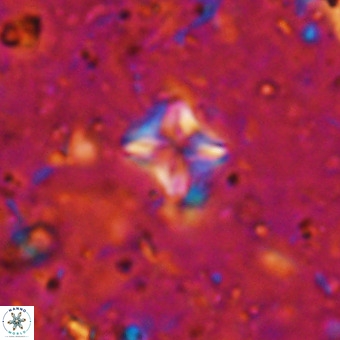 Micula decussata VR 21396